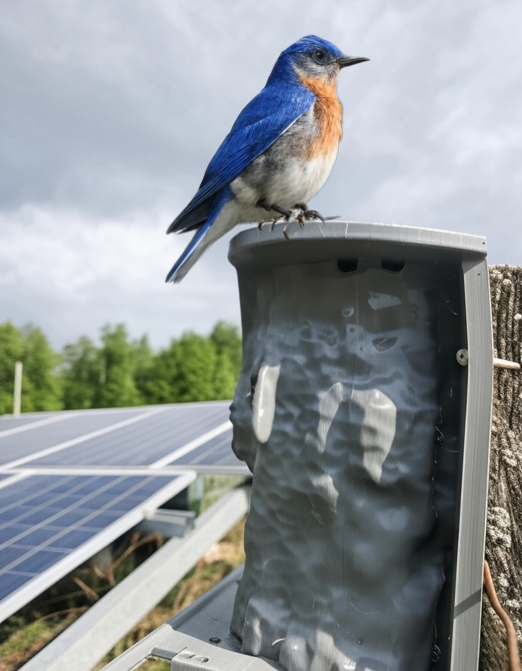Ultimate Bluebird Nesting Box